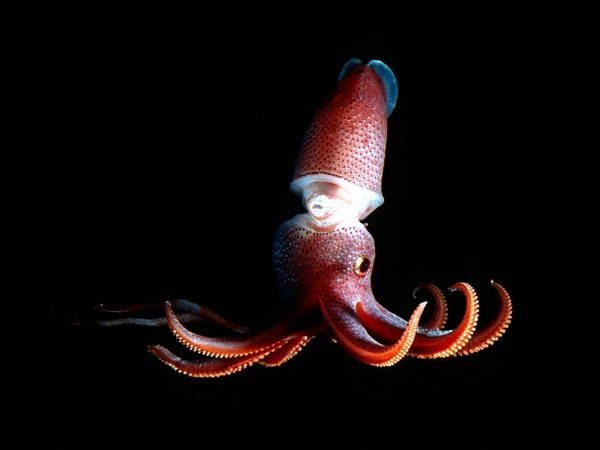 Đây cũng là một trong những sinh vật khiến các nhà khoa học phải đâu đầu.