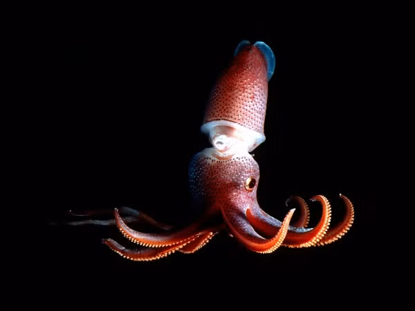 Đây cũng là một trong những sinh vật khiến các nhà khoa học phải đâu đầu.