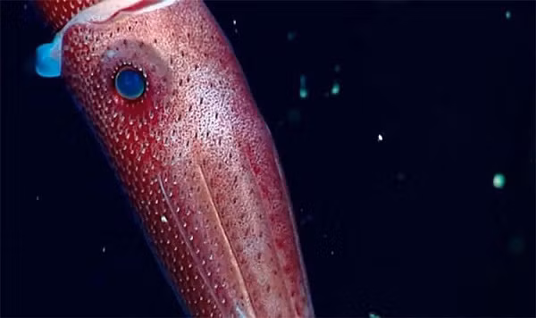 Hơn nữa, trong vùng nước âm u, các sinh vật phát quang sinh học như con mực mắt lệch này cần ngụy trang để thoát khỏi nguy hiểm từ kẻ thù hay những kẻ săn mồi.