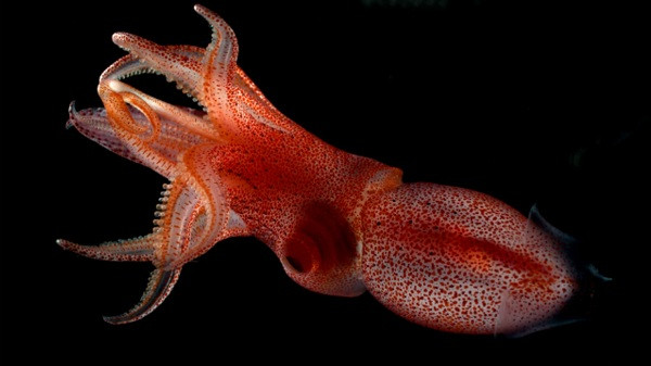 Bình thường, trông chúng không quá khác so với những loài mực khác dưới đại dương.