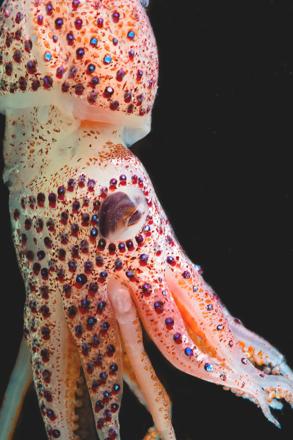 Cận cảnh cơ thể với những đốm nhỏ lấp lánh như đá quý của loài mực kỳ lạ nhất nhì hành tinh.