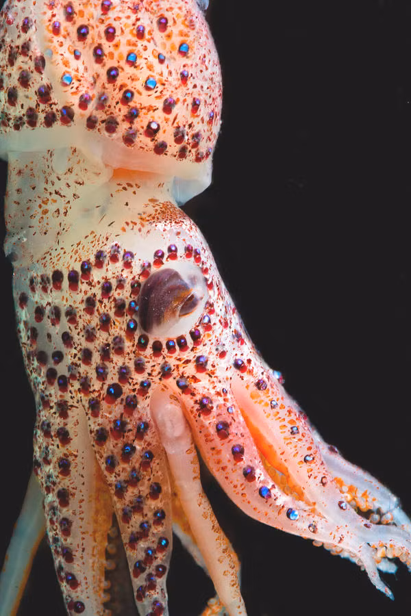 Cận cảnh cơ thể với những đốm nhỏ lấp lánh như đá quý của loài mực kỳ lạ nhất nhì hành tinh.