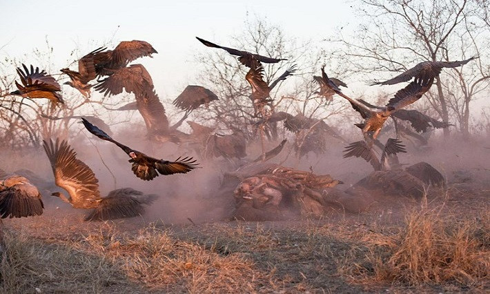 Chỉ sau 36 tiếng, xác con voi chỉ còn lại chút xương tàn. Đây là điều vượt ngoài dự đoán của những nhân viên kiểm lâm khi họ nghĩ phải mất tới 5-6 ngày xác voi mới được giải quyết hết.