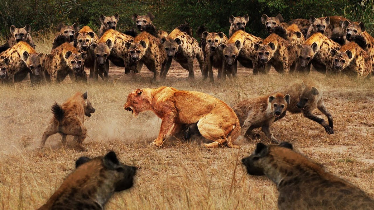 Linh cẩu nổi tiếng là loài động vật máu lạnh tàn nhẫn nhất thế giới tự nhiên.