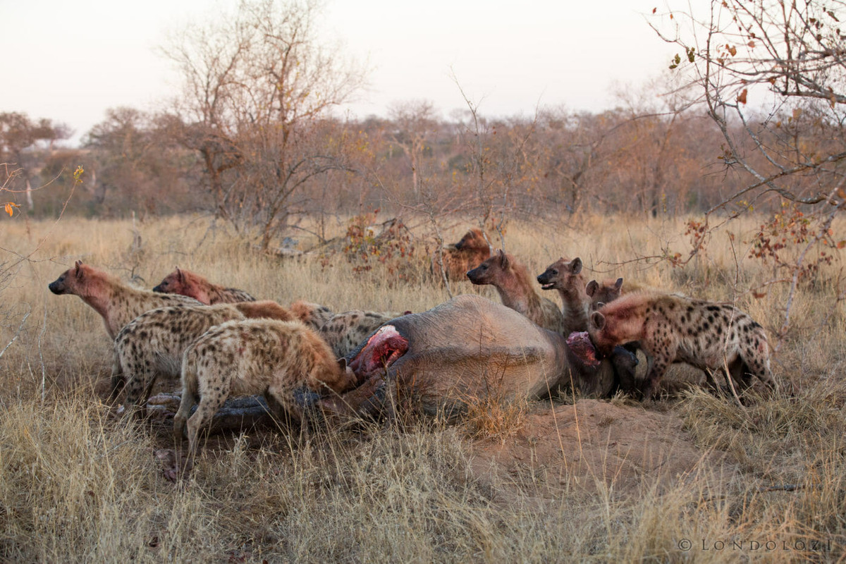 Quả nhiên, linh cẩu là loài đầu tiên góp mặt trong bữa tiệc. Vào buổi sáng đầu tiên khi nhân viên tới chỗ cái xác, những con linh cẩu đã đánh chén một khối thịt lớn trên người con voi.
