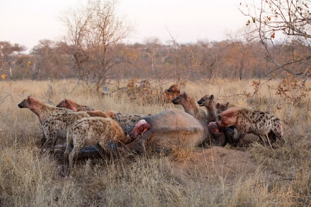 Quả nhiên, linh cẩu là loài đầu tiên góp mặt trong bữa tiệc. Vào buổi sáng đầu tiên khi nhân viên tới chỗ cái xác, những con linh cẩu đã đánh chén một khối thịt lớn trên người con voi.