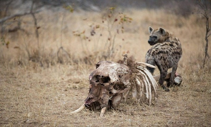 Con linh cẩu trong ảnh đang tranh thủ gặm khớp nối xương đùi. Lúc này hộp sọ, xương lồng ngực và vài mẩu thịt vương vãi là tất cả những gì còn sót lại của xác voi.