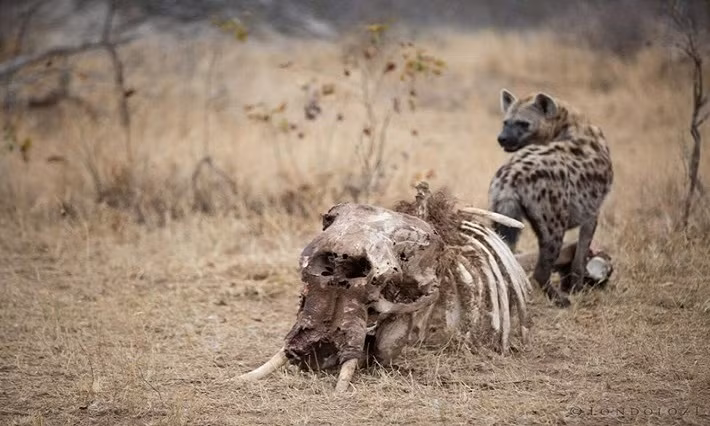 Con linh cẩu trong ảnh đang tranh thủ gặm khớp nối xương đùi. Lúc này hộp sọ, xương lồng ngực và vài mẩu thịt vương vãi là tất cả những gì còn sót lại của xác voi.