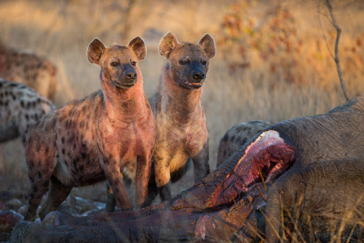 Sau khi linh cẩu ăn no căng bụng nhờ nguồn thịt dồi dào, đến lượt kền kền đến xơi tái con voi đáng thương.