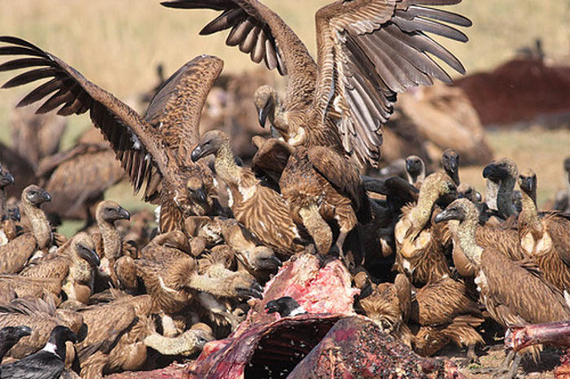 Trong khi kền kền được mệnh danh là loài ''cơ hội'' nhất, chuyên ăn thịt xác chết với chiếc mỏ sắc nhọn và cặp chân mạnh mẽ.