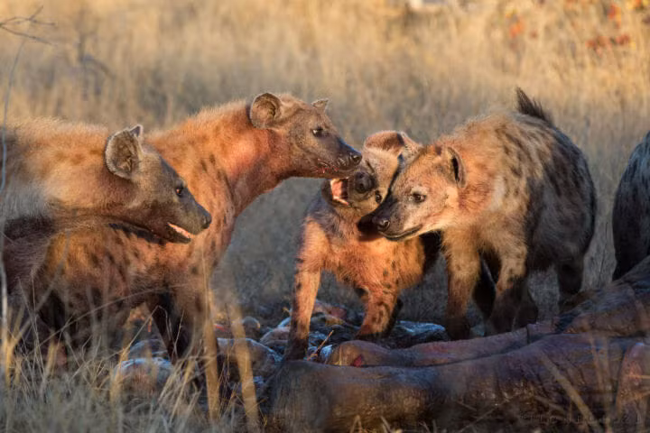 Rõ ràng, việc không tốn sức vẫn có bữa ăn khiến chúng đều phấn khích. Nhiều mẩu thịt thừa đôi khi văng xa trong lúc chúng cắn xé miếng ngon.
