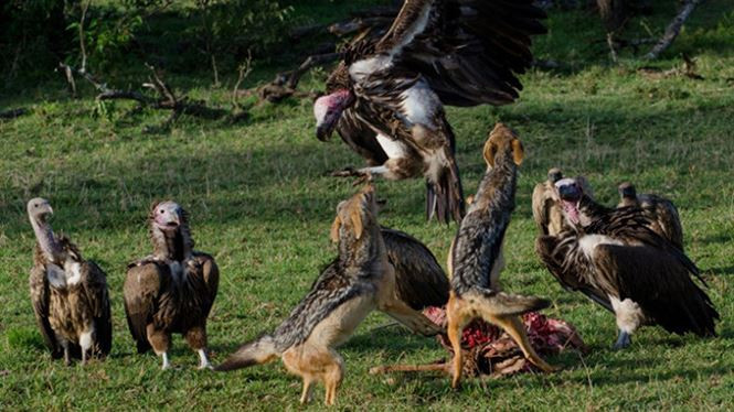 Cảnh linh cẩu và kền kền tử chiến.