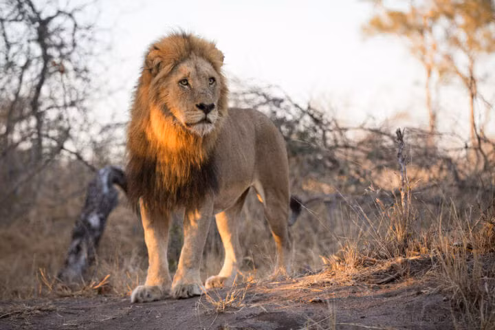 Một con sư tử đực đánh hơi thấy mùi thịt tươi khi ngang qua khu vực linh cẩu và kền kền vừa xâu xé xác voi. Tuy nhiên mọi thứ đã quá muộn, nó đã bỏ lỡ một bữa tiệc thịnh soạn.