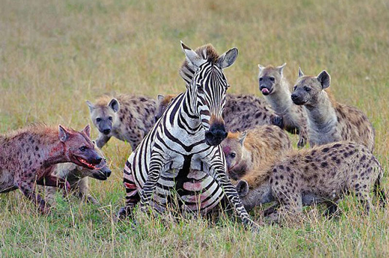 Chúng có thể giết chết các loài vật to lớn như ngựa vằn, linh dương đầu bò, trâu rừng, thậm chí ăn thịt đồng loại hay cả những con non không có sức phản kháng.