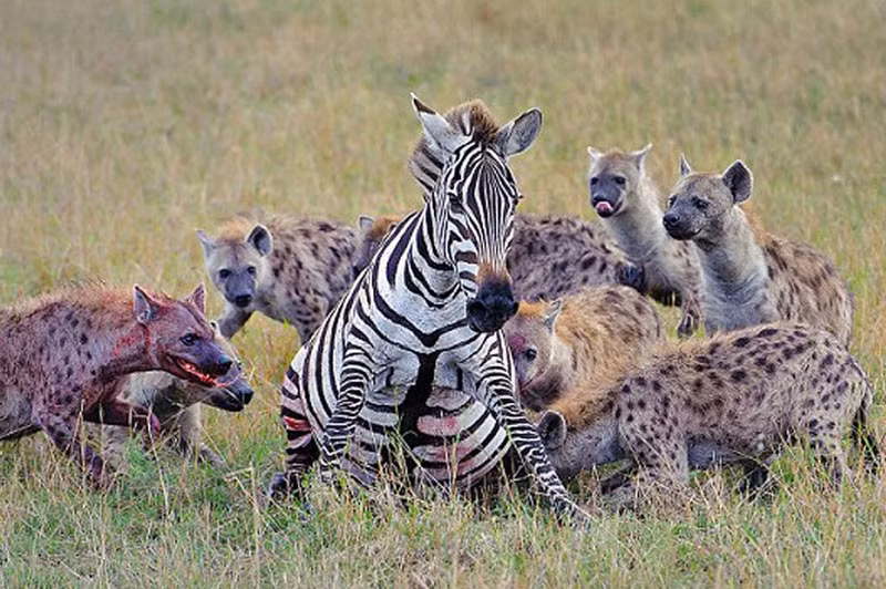 Chúng có thể giết chết các loài vật to lớn như ngựa vằn, linh dương đầu bò, trâu rừng, thậm chí ăn thịt đồng loại hay cả những con non không có sức phản kháng.