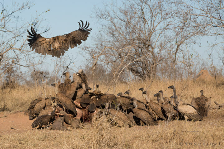 "Có tới khoảng 200 con: kền kền lưng trắng, kền kền đội mũ, kền kền đầu trắng, thậm chí có một con kền kền Cape", nhân viên Tyrrell chia sẻ. Trong khi linh cẩu mải mê xé từng tảng thịt lớn, kền kền ăn hiệu quả hơn bằng cách mổ có hệ thống vào mỗi mẩu thịt.