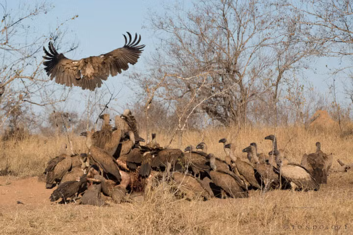 "Có tới khoảng 200 con: kền kền lưng trắng, kền kền đội mũ, kền kền đầu trắng, thậm chí có một con kền kền Cape", nhân viên Tyrrell chia sẻ. Trong khi linh cẩu mải mê xé từng tảng thịt lớn, kền kền ăn hiệu quả hơn bằng cách mổ có hệ thống vào mỗi mẩu thịt.
