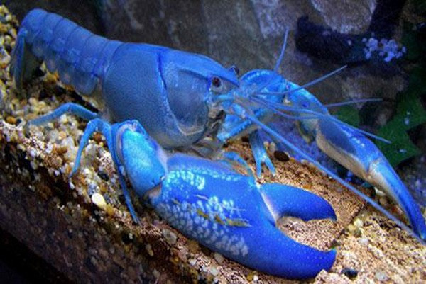 Sau khi nghiên cứu về đôi 2 chú tôm hùm cực dị này, các nhà khoa học đã kết luận 1 trong 2 con bị đột biến di truyền, tức là bố/mẹ của nó cũng mang màu xanh lạ.