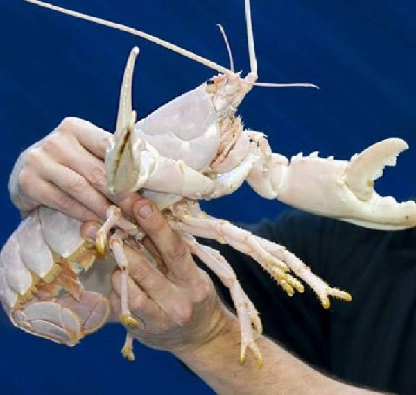 Đây là loài tôm hùm hiếm nhất thế giới với tỷ lệ trong 100 triệu con mới xuất hiện một con thế này.