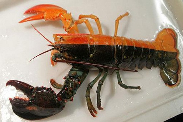 Con tôm hùm với màu sắc ''gây lú'' này được đánh bắt ở ngoài khơi Maine, Mỹ. Nó mang trên mình hai màu đen và cam, còn được... chia theo tỷ lệ khá cân đối.