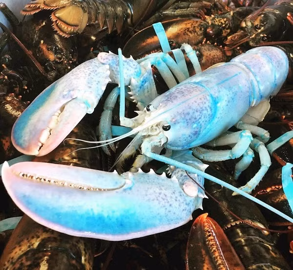 Đây là một trong số những con tôm hùm độc đáo nhất thế giới với lớp vỏ màu tím, xanh và hồng rực rỡ vô cùng nổi bật.