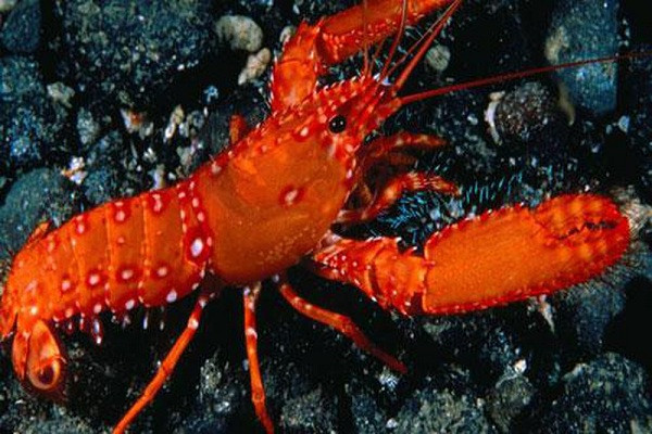 Chú tôm hùm đỏ sặc sỡ này là một trong những cá thể hiếm nhất thế giới khi tỷ lệ xuất hiện của chúng chỉ là 1/1 triệu.