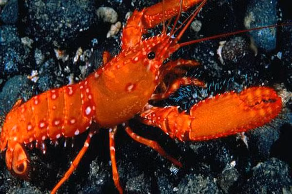Chú tôm hùm đỏ sặc sỡ này là một trong những cá thể hiếm nhất thế giới khi tỷ lệ xuất hiện của chúng chỉ là 1/1 triệu.