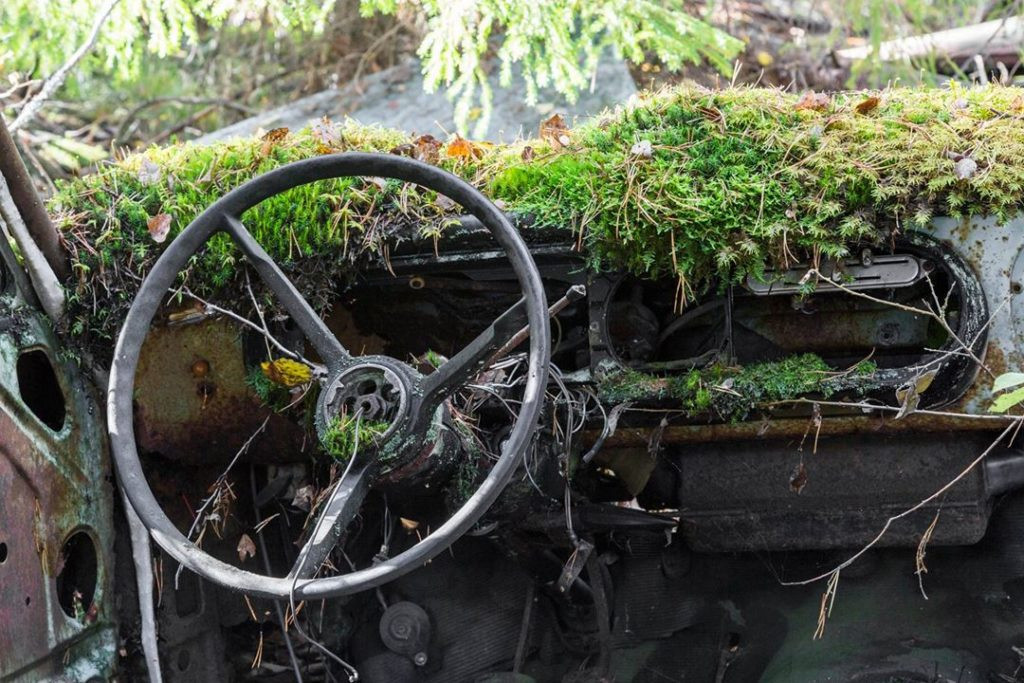 Đến sắt thép cũng không thể sánh nổi với sức sống bền bỉ của thiên nhiên cây cỏ.