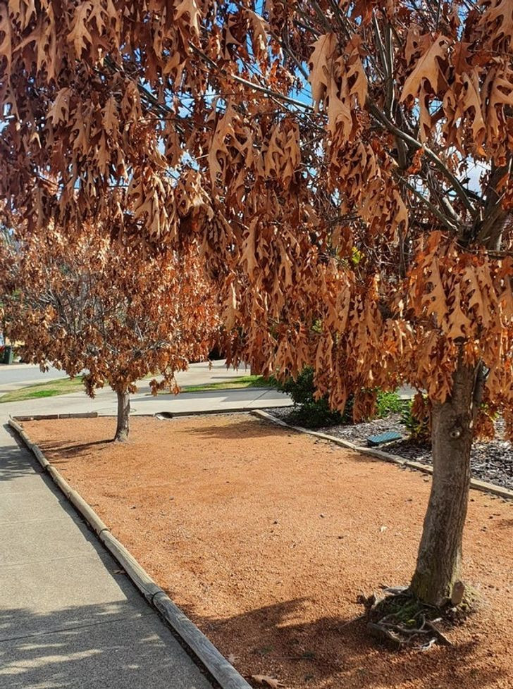 Lá cây đã chuyển vàng nhưng vẫn "lì lợm" đến mức không chịu rụng khỏi cây. Khung cảnh thiên nhiên tuyệt đẹp tại các quốc gia ít dân nhất thế giới | VTC News