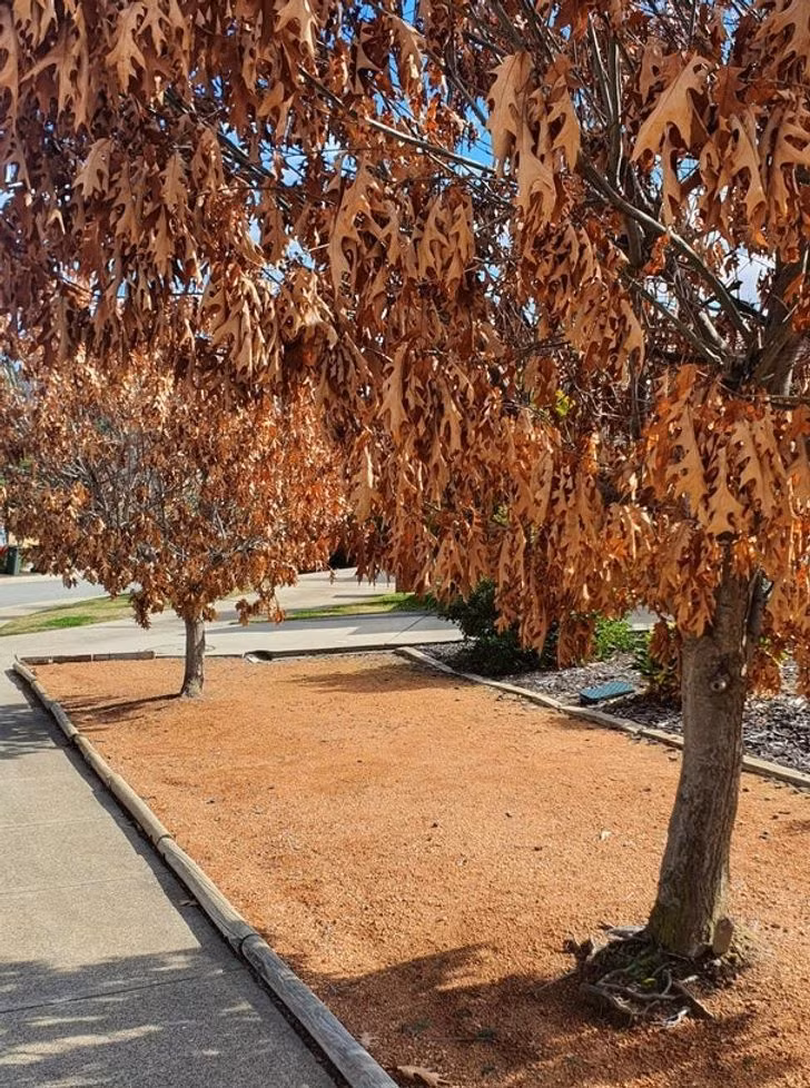 Lá cây đã chuyển vàng nhưng vẫn "lì lợm" đến mức không chịu rụng khỏi cây. Khung cảnh thiên nhiên tuyệt đẹp tại các quốc gia ít dân nhất thế giới | VTC News