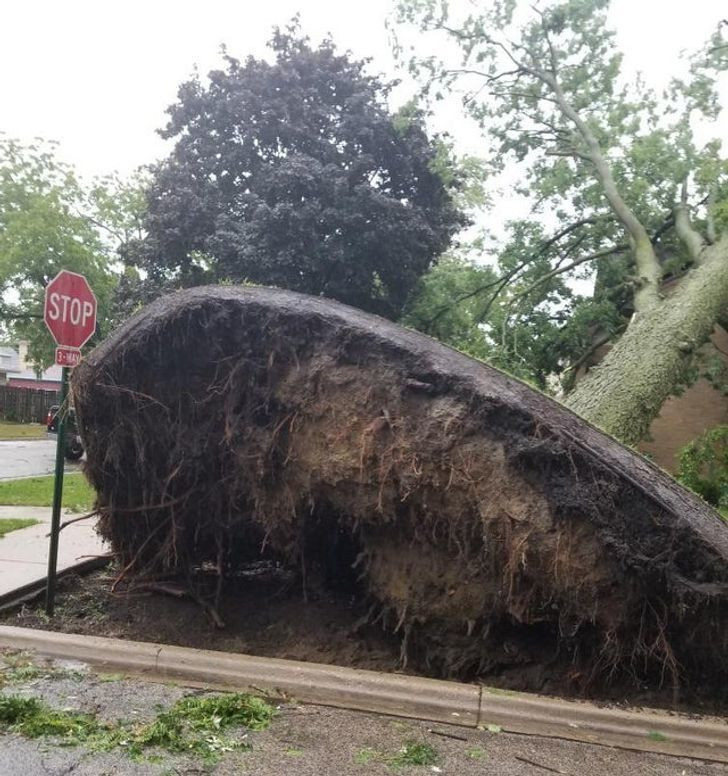 Cơn bão khủng khiếp đến mức lật tung cả cây cổ thụ khổng lồ cùng khoảng đất xung quanh.