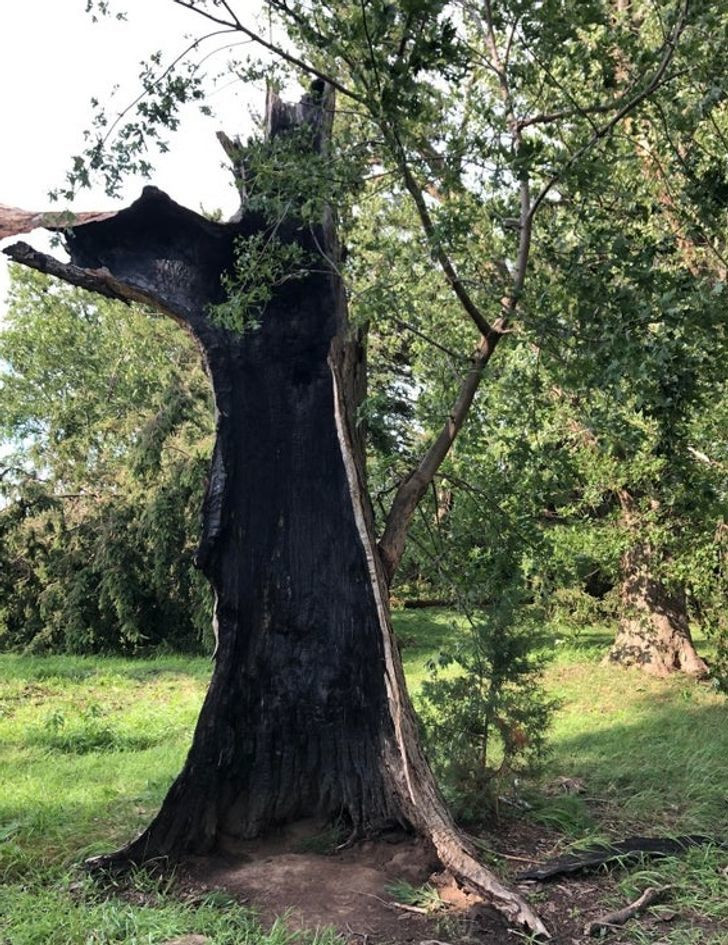 Cái cây này đã bị cháy rụi một nửa thân cây, nhưng không rõ bằng cách nào đó nó vẫn tiếp túc chiến đấu giành giật sự sống cho đến tận hiện tại.