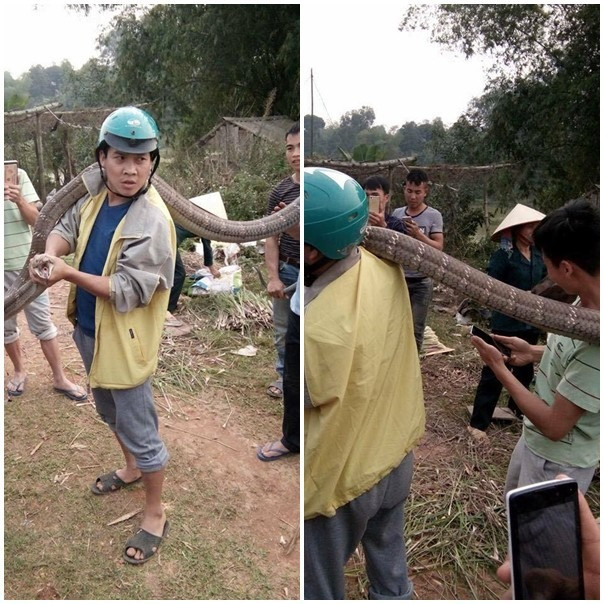 Tháng 1/2017, 5 người đàn ông cũng bắt được con rắn hổ mang chúa bò trên đường ở xã Hà Lộc (Phú Thọ) dài gần 5 m, nặng hơn 14 kg. Trong đoạn video được chia sẻ trên mạng xã hội, một thanh niên túm đuôi con rắn và kéo không cho con vật bỏ chạy, sau đó, bốn người đàn ông cầm cây gậy dài đè lên cổ và thân rắn rồi bắt sống dưới sự hiếu kỳ của đông đảo người dân địa phương.