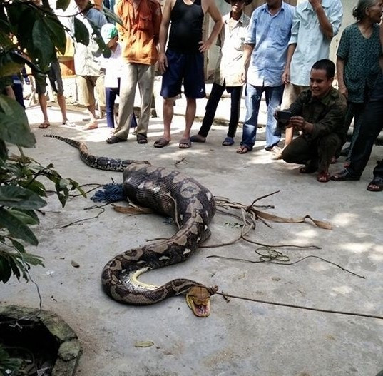 Ngày 10.12.2015, bà Minh (trú xã Quế Thọ, huyện Hiệp Đức) phát hiện con bò cái của mình về nhà một mình sau khi ăn cỏ trên núi mà không có con bê về cùng. Sau đó mới tá hỏa khi biết con vật đáng thương đã nằm trong bụng trăn khủng ở một khe nước khu vực rừng Già và tri hô người trong làng vây bắt.