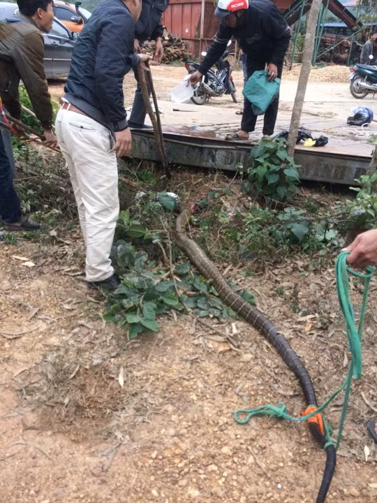 Khi kéo con rắn ra, những người dân chứng kiến đều hoảng hốt vì nó quá to, ước chừng nặng gần 20kg và dài khoảng 3-4m. Được biết, đây là rắn nuôi do người dân thả ra, ẩn nấp dưới một bệ sắt có khe rỗng, lộ phần đuôi ra ngoài.