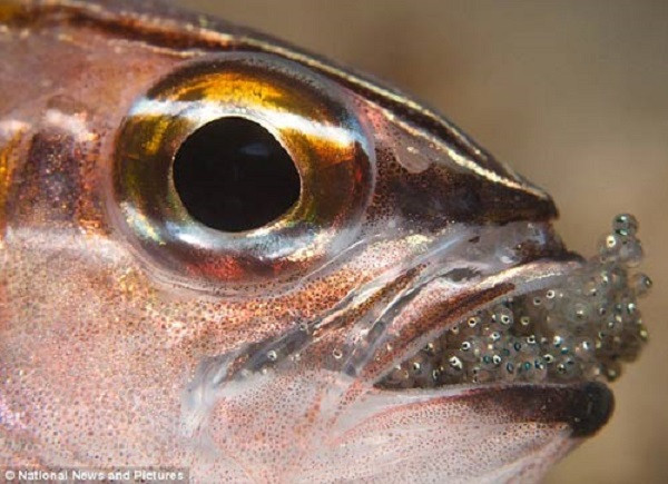 Sau khi trứng được thụ tinh, cá đực sẽ ngậm những quả trứng vào miệng của mình để bảo vệ những đứa con chưa chào đời khỏi kẻ thù. Suốt thời gian ấp trứng, cá đực thậm chí phải nhịn ăn hoàn toàn cho đến khi trứng nở thành cá con.