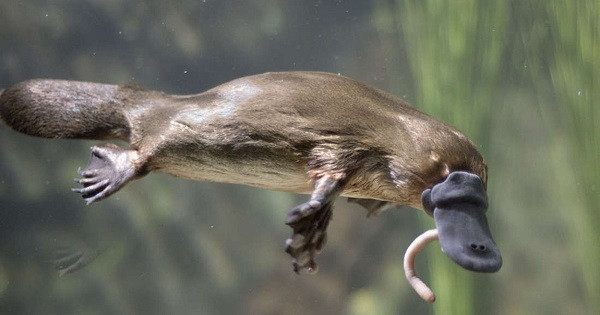 Là động vật có vú nhưng thú mỏ vịt lại đẻ trứng thay vì đẻ con. Thú mỏ vịt một lần có thể sinh 1- 3 quả trứng và ấp trong khoảng 10 ngày, chúng dùng sữa từ phần bụng chảy ra để chăm con non.