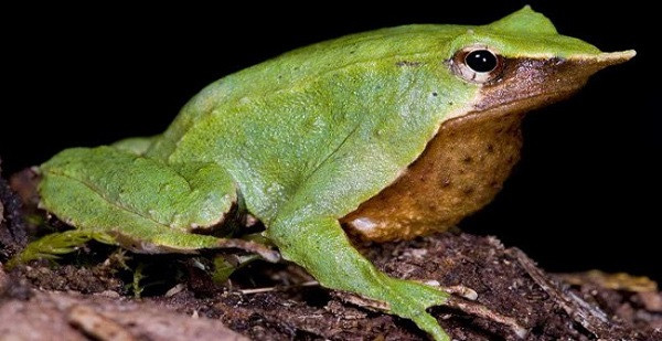 Ngay khi ếch con đã thành hình đầy đủ và sẵn sàng cho cuộc sống tự lập, ếch bố sẽ nôn chúng ra qua đường miệng của mình.