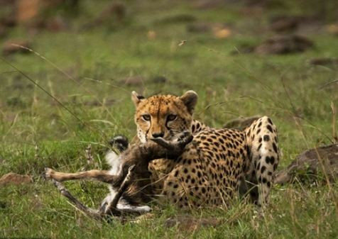 Thế nhưng chỉ vài phút sau, bản năng của nó trỗi dậy và báo đốm nhanh chóng kết liễu sinh mạng của con mồi đáng thương. Không có câu chuyện cổ tích nào ở đây.