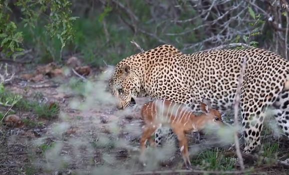 Hành động này khiến cho linh dương con hiểu lầm báo hoa là mẹ của nó.