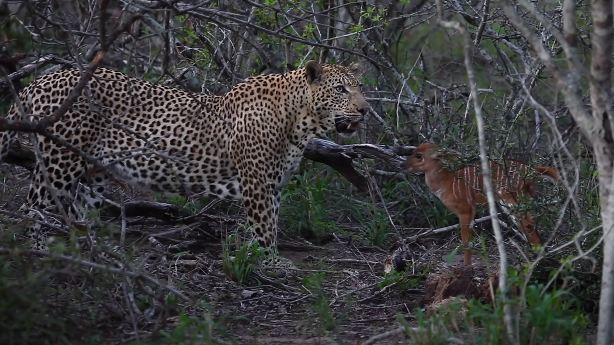 Đến tối, khi đã chán cuộc vui, báo hoa mai lật mặt ăn thịt linh dương non.
