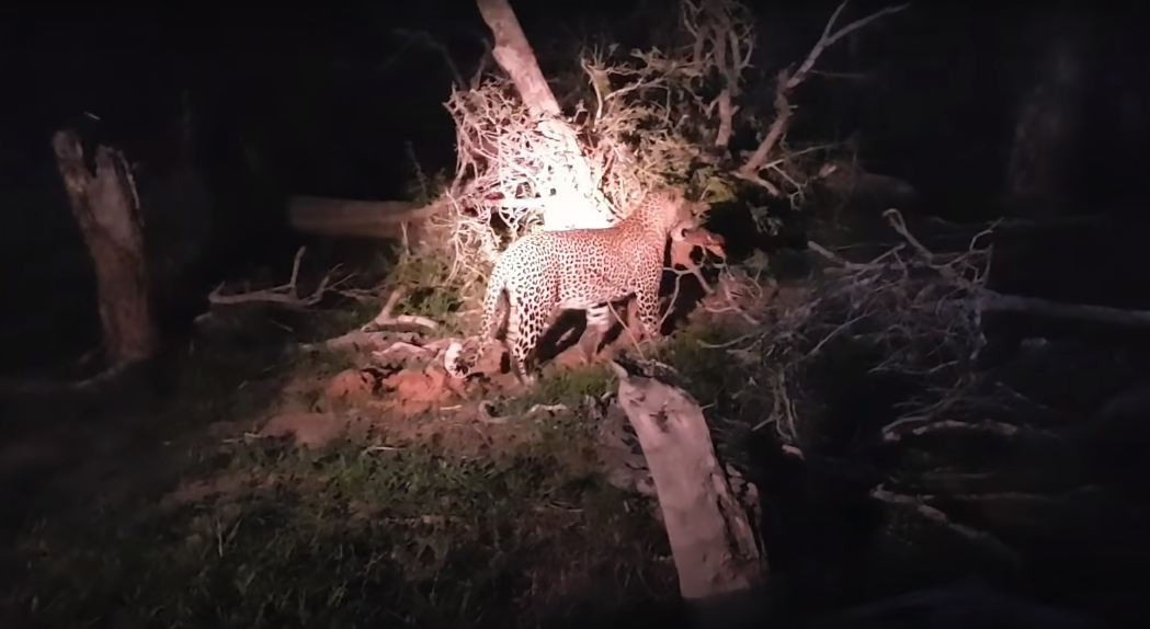 Cảnh tượng hiếm thấy này cho thấy sự khắc nghiệt trong thế giới tự nhiên, khó có điều gì lường trước được.