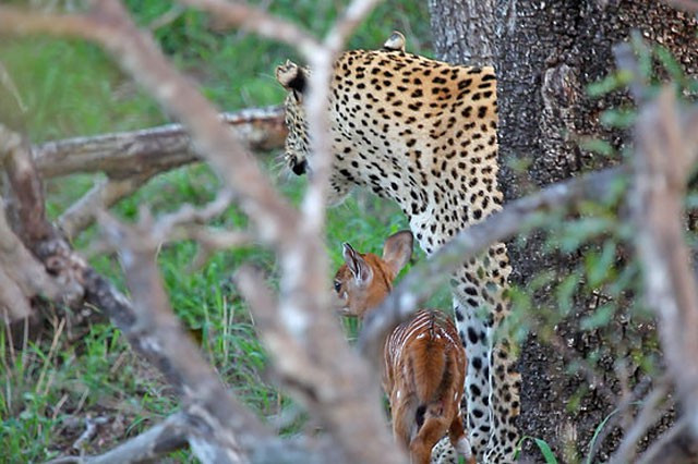 Linh dương vui vẻ chơi đùa cùng kẻ săn mồi, trong khi con báo dù khó khăn nhưng cũng cố gắng hết sức kiềm chế cơn thèm ăn của mình.