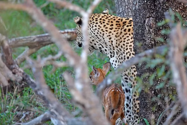 Linh dương vui vẻ chơi đùa cùng kẻ săn mồi, trong khi con báo dù khó khăn nhưng cũng cố gắng hết sức kiềm chế cơn thèm ăn của mình.