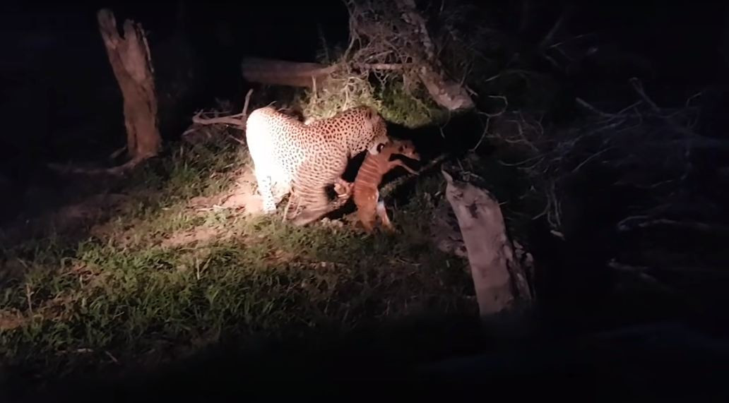 Chứng kiến cảnh tượng này, anh Andre Fourie cùng nhiều du khách khác đã nhanh chóng bỏ đi để mặc cho con báo hoa mai thưởng thức bữa tiệc của nó.