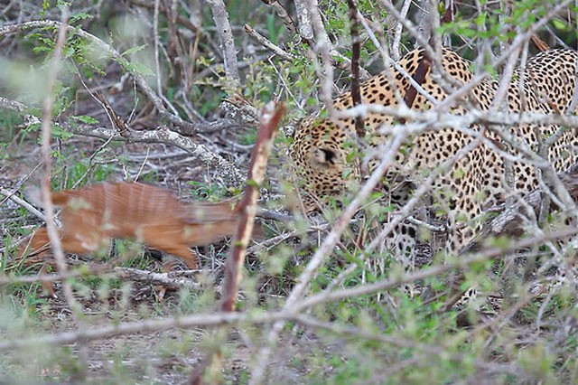 Nhiếp ảnh gia chia sẻ: ''Ban đầu, con báo hoa mai đã bắt được chú linh dương nhỏ, nhưng nó không nhanh chóng giết con mồi như thường lệ. Thay vào đó, con mèo lớn lại có hành động âu yếm như mẹ của linh dương''.