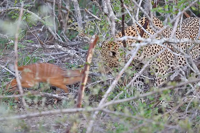 Nhiếp ảnh gia chia sẻ: ''Ban đầu, con báo hoa mai đã bắt được chú linh dương nhỏ, nhưng nó không nhanh chóng giết con mồi như thường lệ. Thay vào đó, con mèo lớn lại có hành động âu yếm như mẹ của linh dương''.