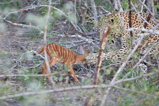 Báo hoa “giả nai” chăm linh dương rồi lật mặt ăn thịt dã man Bao hoa “gia nai” cham linh duong roi lat mat an thit da man
