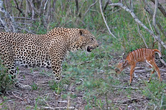Sau khi báo hoa mai ''giả nai'' làm mẹ chăm linh dương, con mồi còn tình nguyện theo đuôi kẻ đi săn đến khu vực khác.