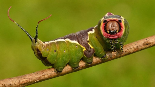 Hoặc có đôi khi có hình thù hài hước thế này.